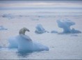 /album/da%c3%b1o-ambiental/osos-polares-malas-noticias2-jpg1/
